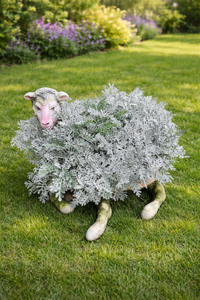 Sun May 3 Lamb on a Lawn 260503111